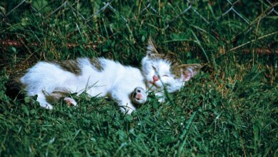 rusty spotted cat for sale