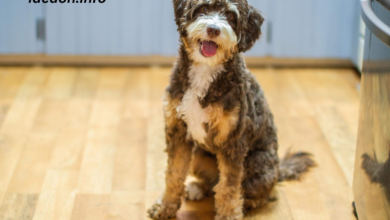 Full Grown Bernedoodle Size