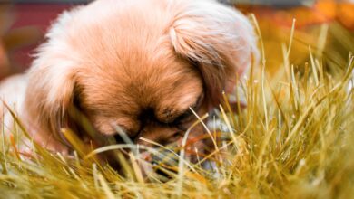 tibetan mastiff dog price