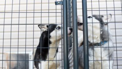 shock collar for dogs chasing cars