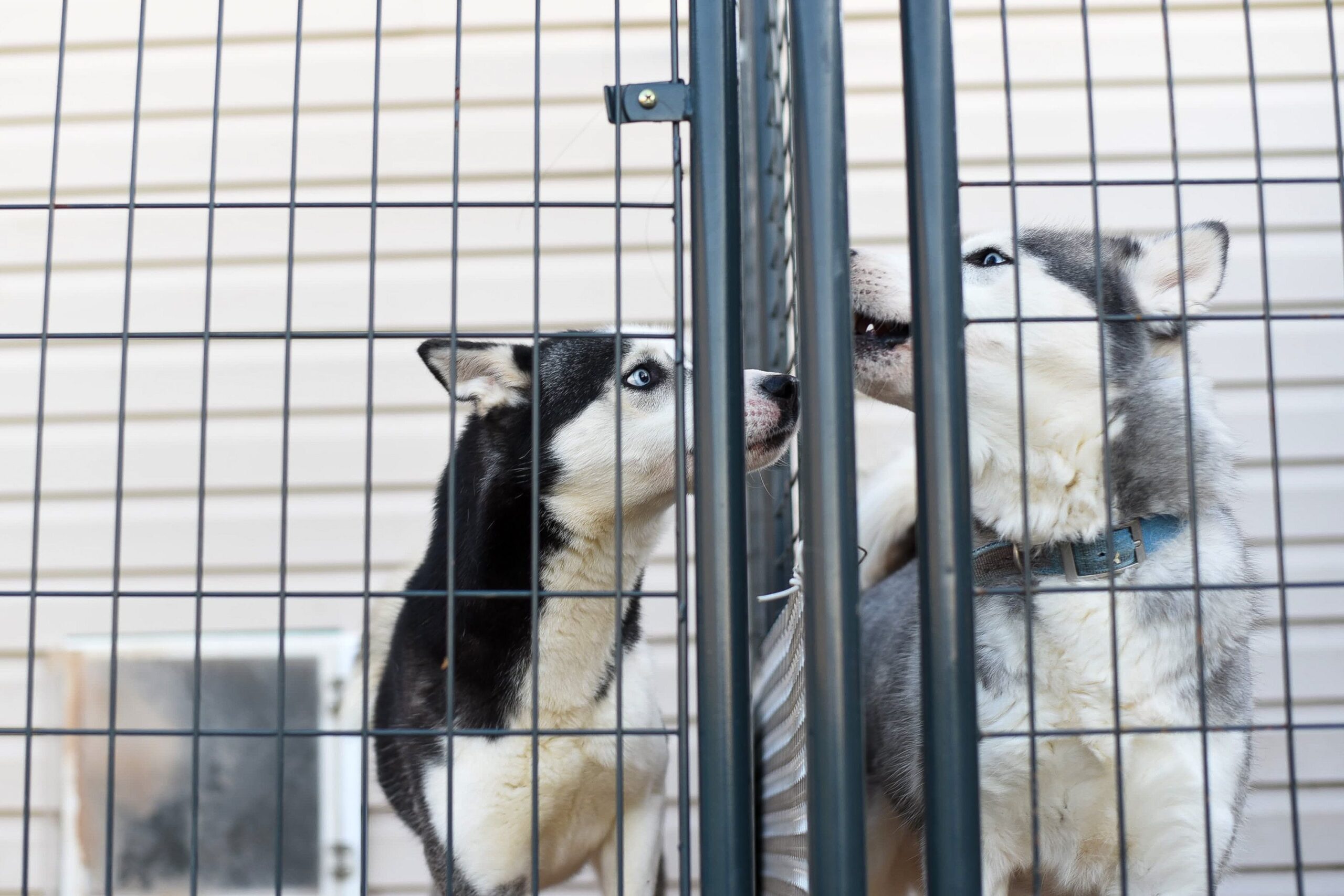 shock collar for dogs chasing cars