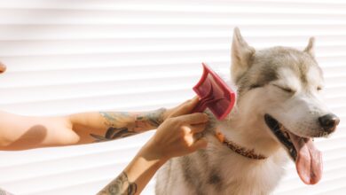 dog comb metal