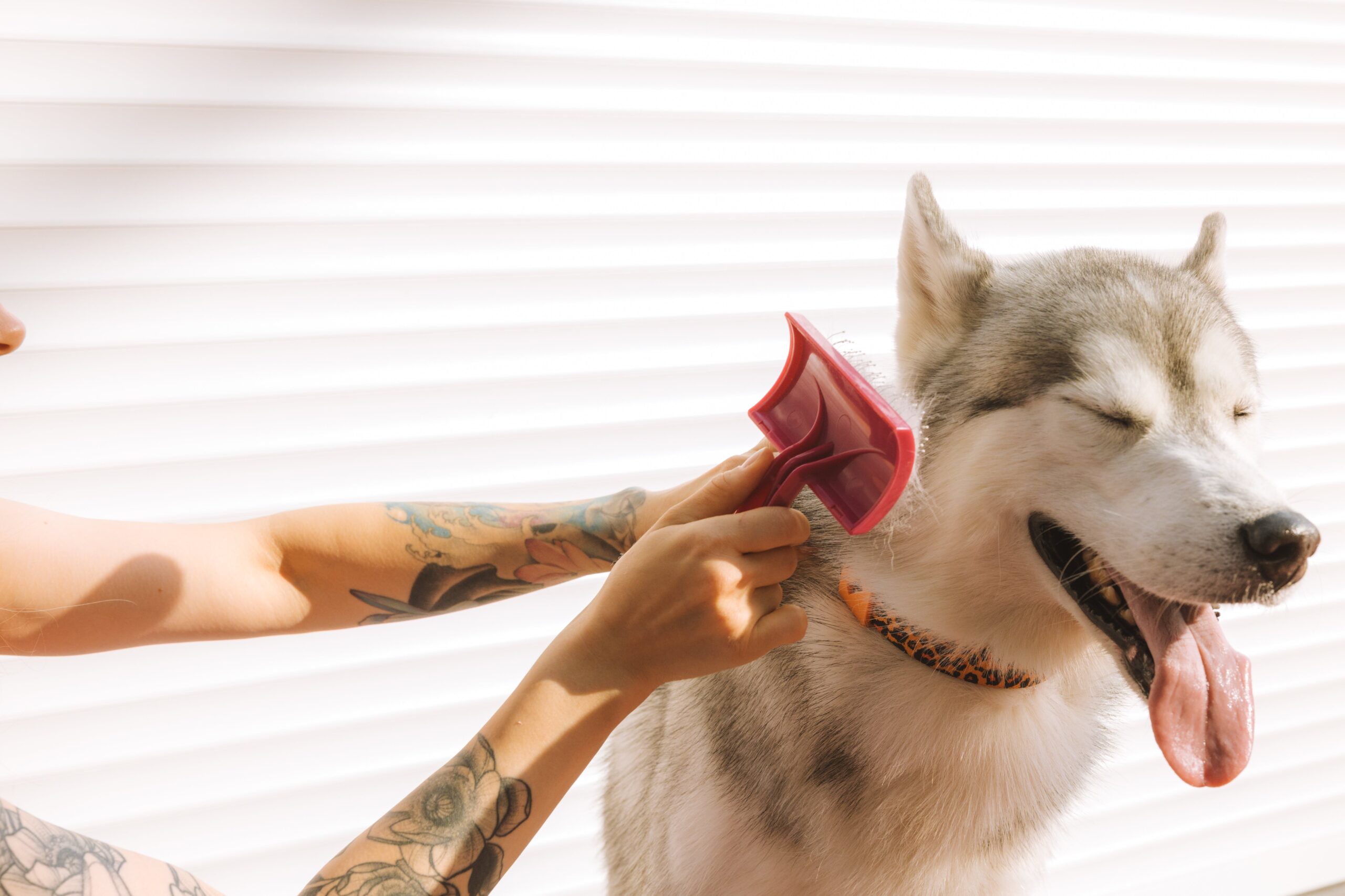 dog comb metal