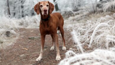 Autumn Trails Veterinary Center