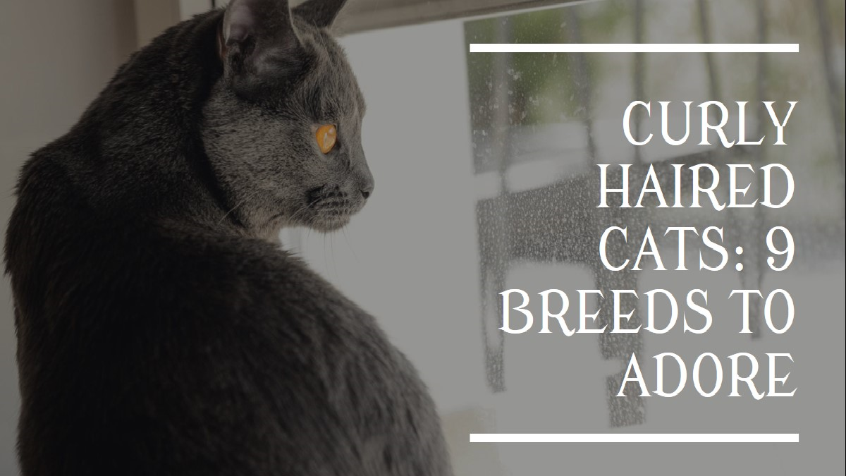 9 Breeds of Curly Haired Cat : Those With Looping Locks