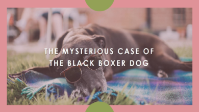 How Strange Is The Black Boxer Dog Case