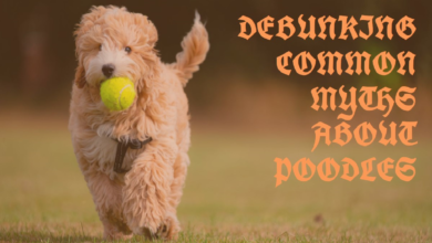 Why Poodles Are the Worst: Debunking Common Myths