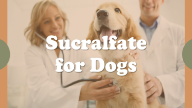 Sucralfate for Dogs